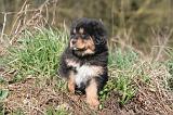 DOGUE DU TIBET 488